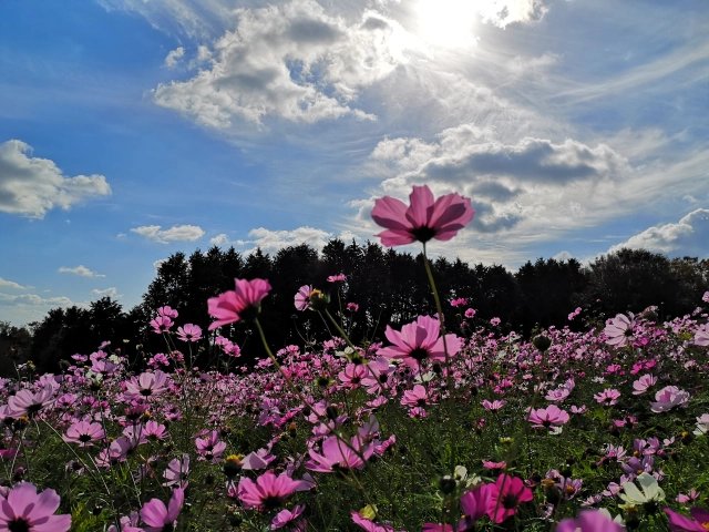 🌻 젠뉴지섬의 해바라기밭·코스모스밭 이미지 4